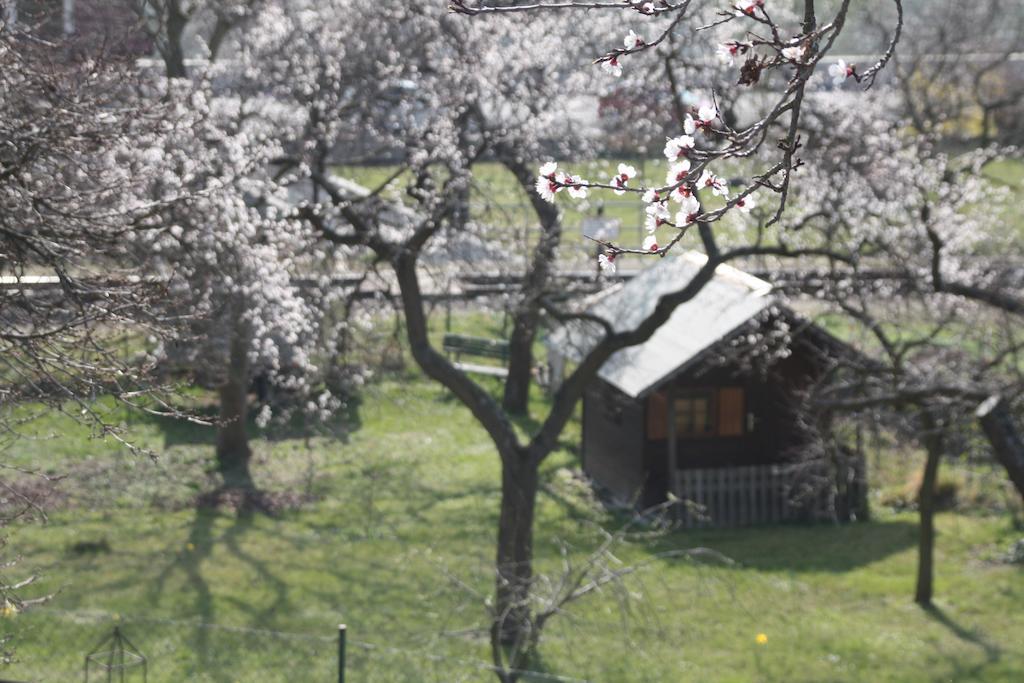 Donauwirt - Hotel Garni Weissenkirchen in der Wachau Exteriör bild